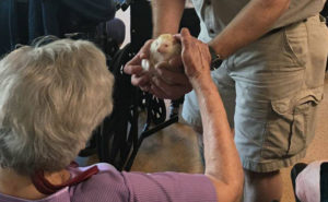 elderly lady petting small animal